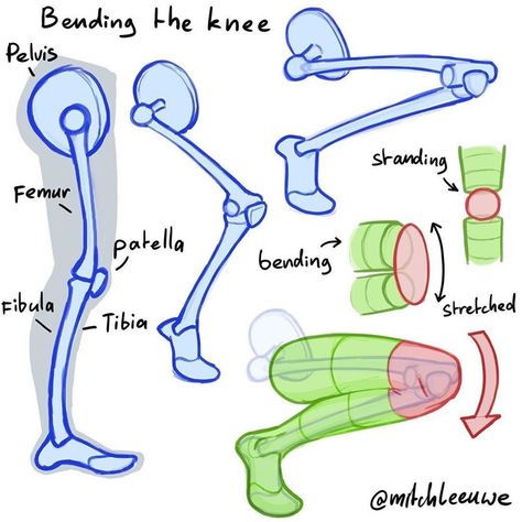 Facebook Mitch Leeuwe, Anatomy Illustration, Photoshop Art, Drawing Lessons, New Photo, Bend, Art Artist, The Knee, Anatomy