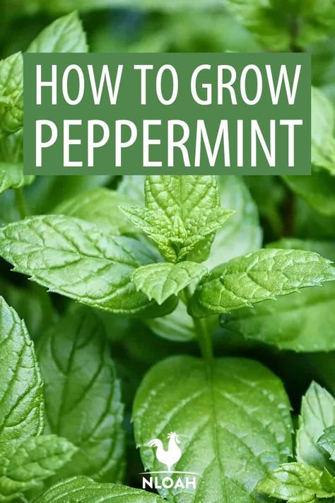 Peppermint Plant Indoor, How To Care For Peppermint Plant, Things To Do With Peppermint Leaves, How To Grow Peppermint, Peppermint Plant Uses, Pepermint Plant, Planting Peppermint, Growing Peppermint, Botanical Witch