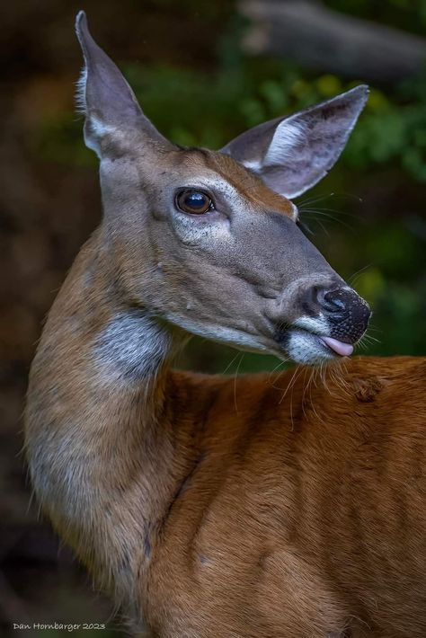 Deer Side Profile, Deer Profile, Animal Poses, Female Deer, Profile Drawing, Family Unit, Deer Pictures, Fruits Drawing, Creature Of Habit