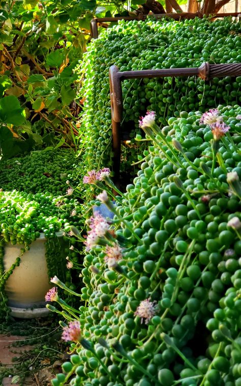 String of Pearls plant House Plants Aesthetic, String Of Pearls Plant, Plants Aesthetic, Plant Aesthetic, String Of Pearls, Days Out, House Plants, This Is Us, Home And Garden