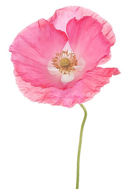 18,100+ Pink Poppy Stock Photos, Pictures & Royalty-Free Images - iStock | Purple flower, Poppies, Pink flower Pink Poppy Flower, Purple Flowering Plants, Orange Ranunculus, Poppy Bouquet, Abstract Poppies, Pink Poppy, Red Peonies, English Cottage Garden, Blue Sky Background