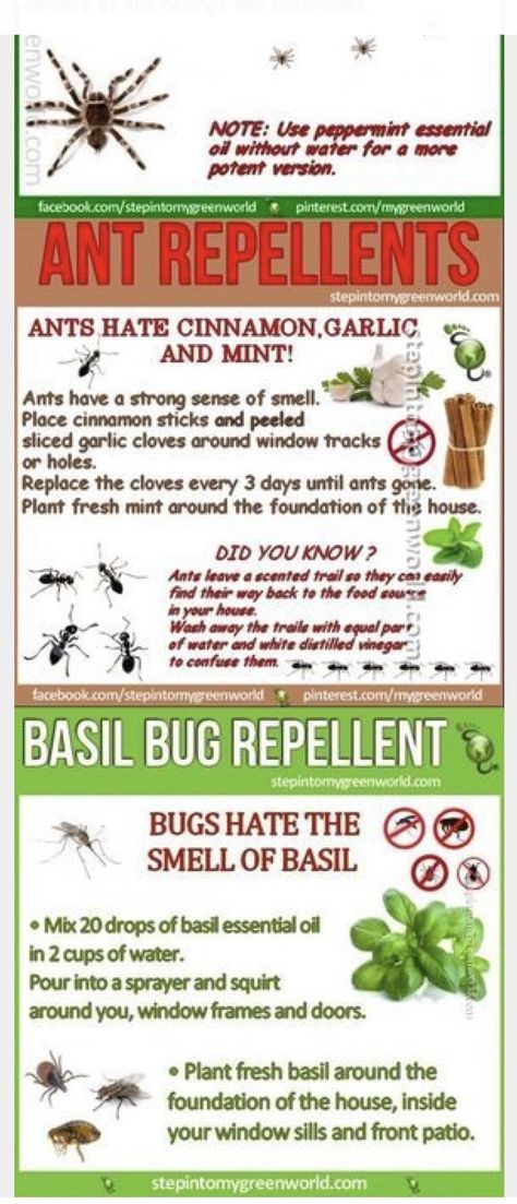 Ant Deterrent Diy, Ants Repellent Diy, Insecticide For Plants, Plants That Repel Ants, Ants In Garden, Repellent Diy, Ant Repellent, Bug Spray Recipe, Natural Insecticide