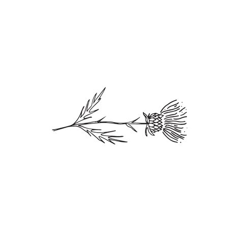 Minimal Thistle Tattoo, Thistle Line Art, Minimalist Thistle Tattoo, Thistle Line Drawing, Thistle Drawing Simple, Thistle Tattoo Simple, Thistle Tattoo Fine Line, Thistle Aesthetic, Sketches Easy Doodles