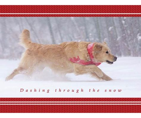 Golden Retriever Christmas Card, Most Beautiful Dog Breeds, Doggy Treats, Golden Retriever Christmas, Beautiful Dog Breeds, Pet Items, Dashing Through The Snow, Dog Photoshoot, Golden Retrievers