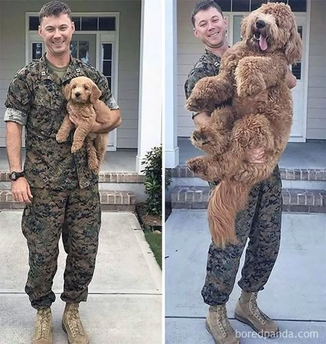 Before And After Deployment Golden Doodle, Airedale Terrier, Labradoodle, Funny Animal Pictures, Great Dane, Dog Memes, Goldendoodle, Animal Love, 귀여운 동물