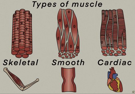 Skeletal, Smooth, and Cardiac muscles Cardiac Muscle Cell, Cardiac Muscle, Veterinary Student, Muscle Diagram, Cell Diagram, Medical Drawings, Types Of Muscles, Anatomy Physiology, Biology Notes