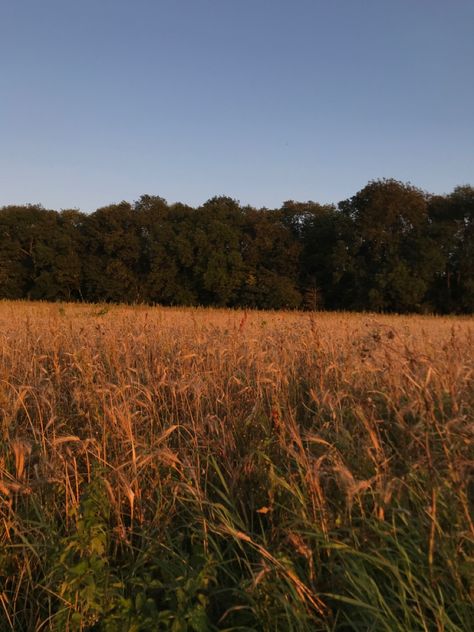 Summer Harvest Aesthetic, Harvest Season Aesthetic, Harvesting Aesthetic, Prarie Core Aesthetic, Barley Field Aesthetic, Wheat Field Aesthetic, Autumn Nostalgia Aesthetic, Harvest Aesthetic, Cottagecore Running In Field