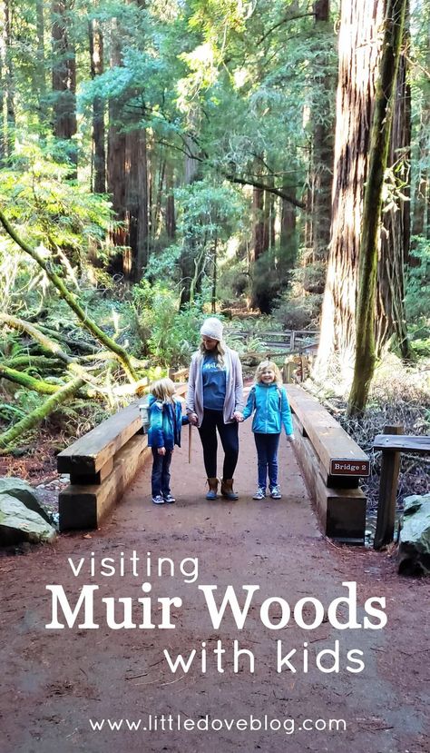 Muir Woods California, San Francisco With Kids, California Road Trip Itinerary, Muir Woods National Monument, California With Kids, California Attractions, Oregon Trip, Cali Trip, California Trip