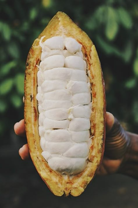 cacao pod Cacao Benefits, Cacao Fruit, Cacao Ceremony, Cacao Chocolate, Cocoa Beans, Chocolate Maker, Cacao Beans, Chocolate Brands, Cocoa Seeds