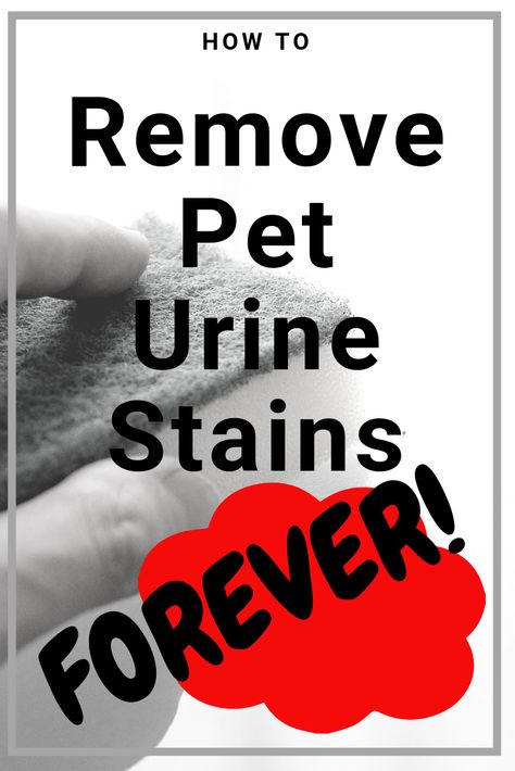 Remove Pet Urine Stains Permanently – Waggy Tales Pee Stains, Deep Cleaning Hacks, Urine Smells, Cleaning Painted Walls, Dog Urine, Urine Stains, Low Estrogen, Cat Urine, Dog Pee