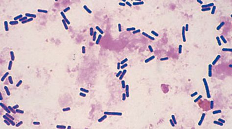 Clostridium Perfringens, Microbiology, Quick Saves