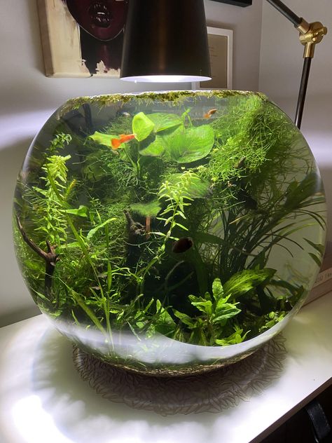 Fish Bowl Centerpiece Wedding, Sidehustle Ideas, Round Aquarium, Fish Bowl Aquarium, Round Fish Tank, Bowl Aquarium, Terrarium Moss, Fish Types, Aquarium Garden