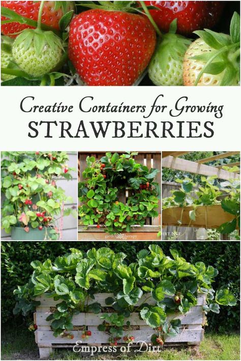 Creative Containers for Growing Strawberries with ideas from Empress of Dirt, Garden Therapy, and Lovely Greens. Fruit Garden Landscape, Strawberry Growing, Growing Strawberries In Containers, Lovely Greens, Strawberries In Containers, Container Gardening Ideas, Pot Gardening, Grow Garden, Living Wreath