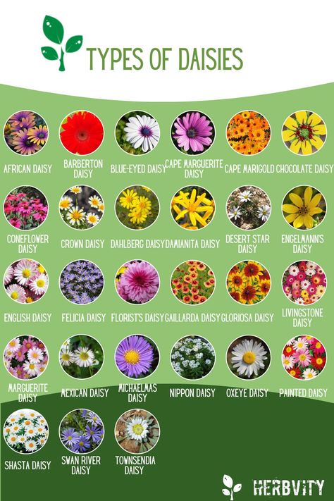 Nature, Different Types Of Daisy Flower, Types Of Daisy Flowers, Planting Daisies, Daisy Flower Aesthetic, Daisies Aesthetic, Flower Garden Aesthetic, Sustainable Yard, Types Of Daisies