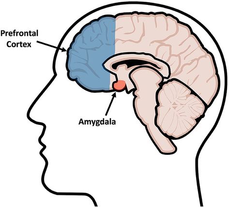 Prefrontal Cortex Brain, Brain Pictures, Brain Diagram, Brain Regions, Team Performance, Brain Images, Open Door Policy, Team Success, Building Trust