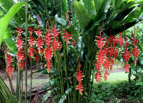 “Heliconia rostrata 'Twir' or 'Twirling'” by Anestor Mezzomo. This unique plant… Heliconia Plant, Bali Garden, Balinese Garden, Tropical Landscape Design, Plants Tropical, Tropical Garden Design, Tropical Backyard, Tropical Landscape, Tropical Gardens