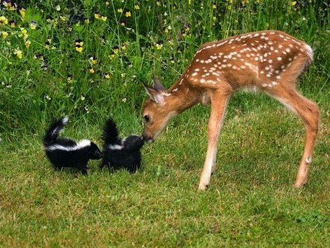 The 7 Cutest Pairs of Interspecies Buddies Baby Skunks, Heartwarming Pictures, Animals Friendship, 웃긴 사진, Cute Animal Pictures, Sweet Animals, Animal Photo, 귀여운 동물, Animals Friends