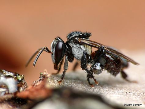 stingless bee | Trigona Stingless Bees and Kinds of Bees Bee Identification, Stingless Bees, Petyr Baelish, Farming System, Winter Palace, Homestead Survival, Creepy Crawlies, Arachnids, Bee Keeping