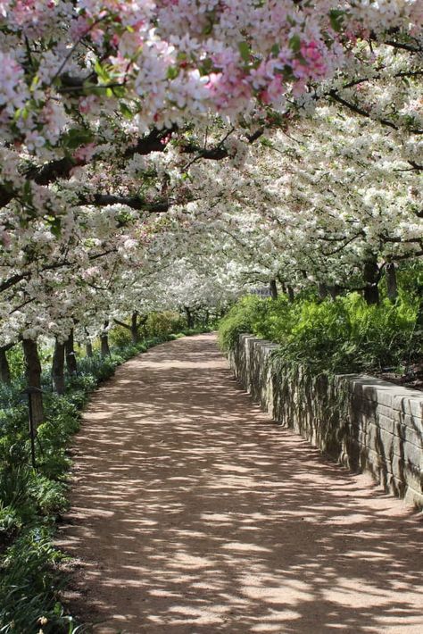 Check out "Cherry Blossom in Chicago" in Chicago Cherry Blossom Driveway, Chicago Spring Aesthetic, Spring In Chicago, Chicago Garden, Chicago Parks, Chicago Flowers, Cantigny Park, Chicago Spring, Chicago Living