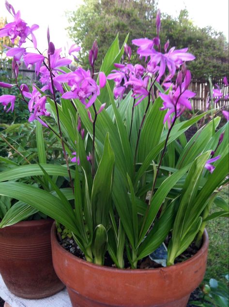 Ground Orchids, Zen Place, Plant Shopping, Tropical Gardens, Orchid Pot, Tropical Garden, Myanmar, Orchids, Zen