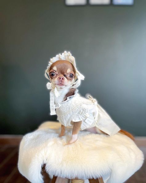 Chihuahua Outfits, Cinnamon Dress, Baby Lulu, Chihuahua Clothes, Cute Chihuahua, Chihuahua Dog, Do You, My Outfit, Baby Angel