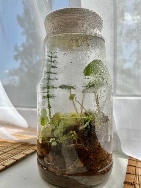 Small Ecosystem In A Jar, Eco System In A Jar, Ecosystem Jar, Jar Ecosystem, Biosphere Ecosystem, Bottle Ecosystem, Ecosystem In A Jar, Teaching Sustainability, Eco Jar