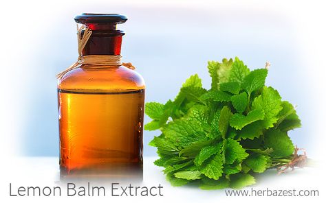 Lemon Balm Extract, Benefits Of Lemon, Lemon Benefits, Essential Oils Herbs, Infused Oils, Lemon Balm, Healthy Families, Happy Family, Herbal Medicine