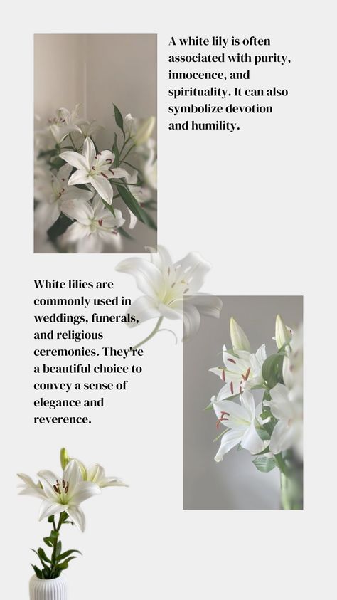 White Lily flower aesthetic info sheet with text and images White Lilies Aesthetic, White Lily Flower Aesthetic, Lily Flower Aesthetic, Lily Aesthetic, Green Bedroom Walls, White Lily Flower, Greek Pantheon, Flower Meanings, Green Bedroom