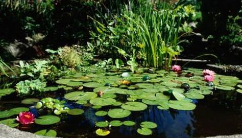 Ideas for Converting an Inground Pool into a Pond. Unless you regularly use and clean your inground swimming pool, then it probably poses nothing more than a mess for you to handle. Instead of constantly cleaning and applying chemicals to it, consider allowing the swimming pool to go native: Turn it into a pond. By ... Above Ground Pond, Ponds For Small Gardens, In Ground Pool, Mini Waterfall, Pond Waterfall, Pond Filters, Pond Liner, Swimming Pools Inground, Fountain Pump