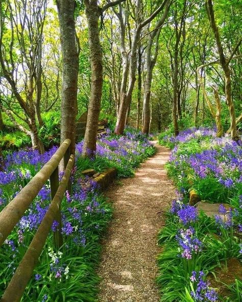 Hedgerow Flowers, Wallpaper Edgy, Natures Path, Background Retro, Wallpaper Homescreen, Dream Landscape, Illustration Wallpaper, Wallpaper Retro, Forest Path