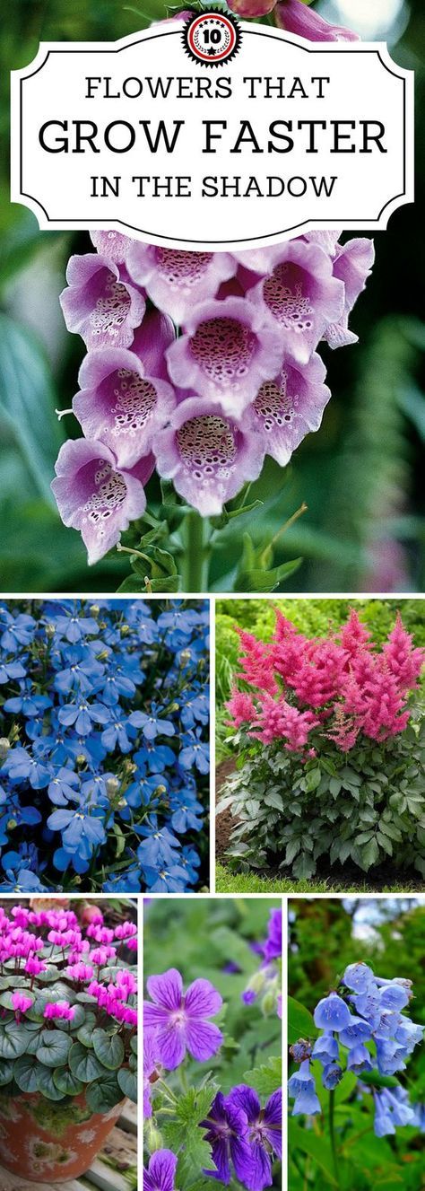 Top 10 Beautiful Shade-Loving Flowers | 10 Flowers That Grow Faster In The Shadow | Check out these 10 flowers that love full or partial shade. Skygge Planter, Shade Loving Flowers, 10 Flowers, Shade Garden Plants, Shade Flowers, Shade Perennials, Garden Shrubs, Shade Plants, Garden Cottage