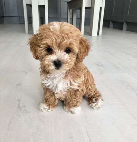 MALTIPOO PUPPIES FOR SALE NEAR ME - Home Maltipoo Puppies For Sale, Maltipoo Puppy, Cavapoo Puppies, Super Cute Puppies, Baby Animals Pictures, Cute Little Puppies, Teacup Puppies, Puppy Adoption