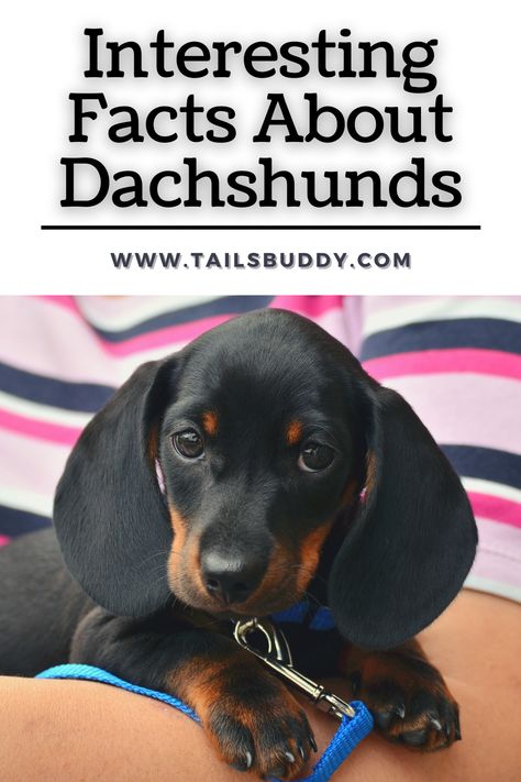 Learn new and interesting Dachshund Facts. Click here to know all the cool things about Dachshund dogs. #dachshund #dachshunddogs #dachshundfacts #dachshunddogfacts Dachshund Personality, Dachshund Drawing, Dachshund Facts, Airline Approved Pet Carrier, Dachshund Illustration, Dachshund Breed, Pet Sling, Pet Backpack Carrier, Unique Facts