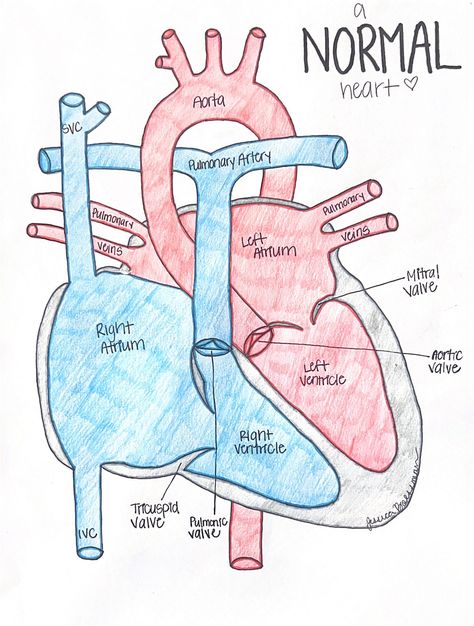 Handwritten study sheets and drawings focusing on the heart and common congenital heart defects. All products are my own personalized work.  This listing is for a DIGITAL DOWNLOAD. You will receive a PDF copy for yourself! Pharmacy School Study, Diagnostic Medical Sonography Student, Nursing School Prep, Study Sheets, Diagnostic Medical Sonography, Nursing School Essential, Medical School Life, Nursing School Motivation, Basic Anatomy And Physiology