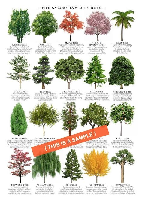 I'm proud to present to you a poster I made! This will be a digital download for you to print out yourself.   Print this poster out to use as a reference to see which tree has which meaning!  Perfect "at-a-glance" chart for gardeners, florists and horticulturists. :-) ----------------------------------------------------------- This item is an INSTANT DOWNLOAD. No physical item will be sent or mailed. Once you purchase this listing, you will be able to immediately download the file pictured above Tree Meanings Chart, Types Of Trees Charts, Brick Raised Beds, Tree Names, Tree Meanings, Tree Types, Different Trees, Types Of Trees, Tree Id