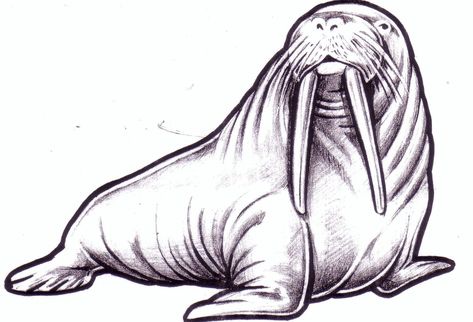 Walrus Drawing, Walrus Illustration, Walrus Art, Animal Sketches Easy, Farm Animal Paintings, Cartoon Sea Animals, Animal Sketches, Drawing Images, Art Style Inspiration