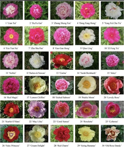 Colors Of Peonies, Peony Types, Kansas Peony, Peonies Colors, Peony Itoh, Flower Backyard, Peony Poster, Peony Varieties, Herbaceous Peony