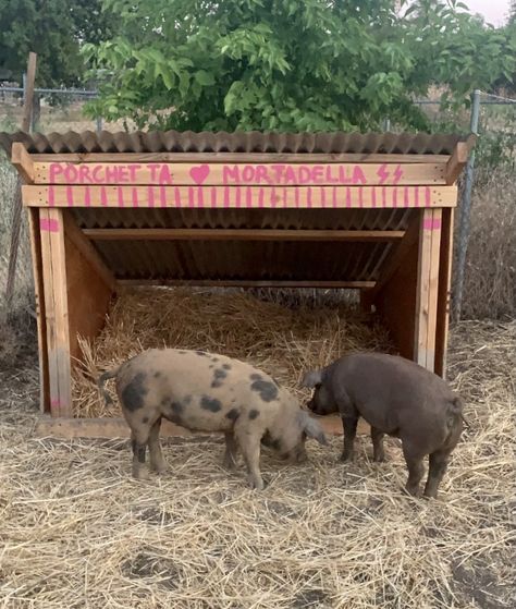 Pot Belly Pig Pen Ideas Outdoor, Pig Enclosure Outdoor, Large White Pig, Pig Enclosure, Pig Shelter, Ranch Animals, Livestock Shelter, Outdoor Enclosure, Zoo Ideas