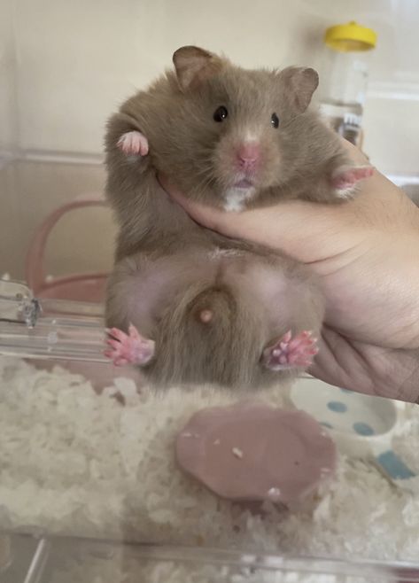 gene type：aapp Syrian Hamster