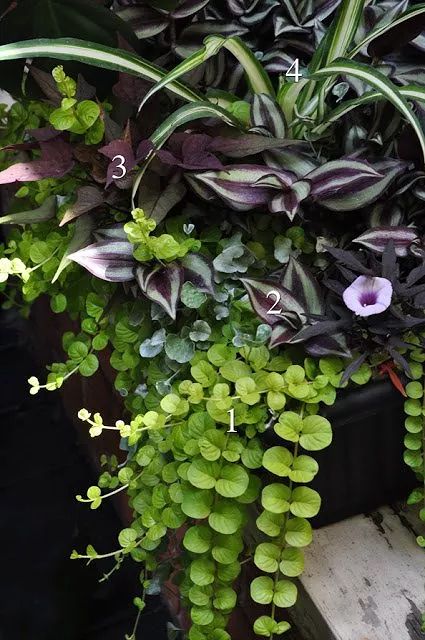 The Summer's Prettiest Container Plantings | Hometalk Snake Plant With Succulents, Shady Container Plants, Spider Plant Container Ideas, Shade Container Garden Ideas, Container Hostas, Sweet Potato Vine Planter, Ginger Gardening, Hostas In Pots, Ipomoea Batatas