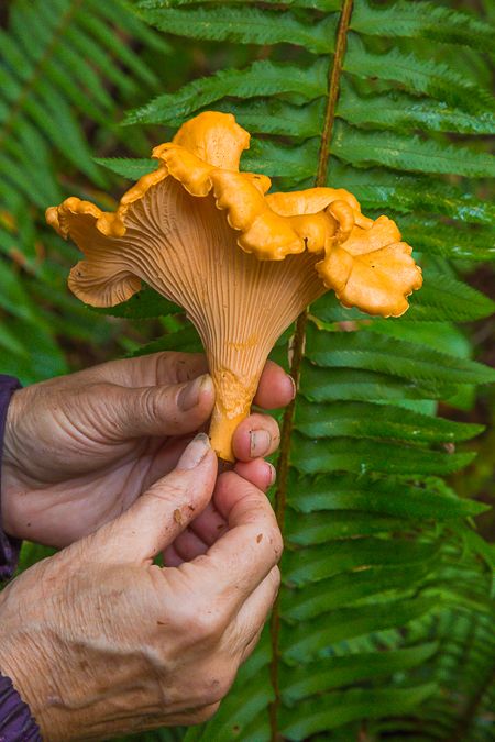 Harvesting Mushrooms, Chanterelle Mushrooms Photography, Chanterelle Mushrooms, Mushrooms Photography, Mushroom Identification, Yellow Mushroom, Photography Journal, Mushroom Tattoos, Mushroom Pictures