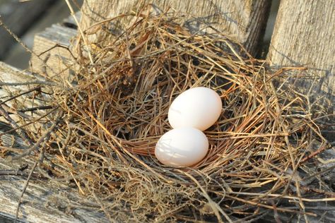 Dove Nest, List Of Birds, Bird Brain, Bird Nests, Asian Man, Bird Eggs, Bird Seed, The Nest, Bird Nest