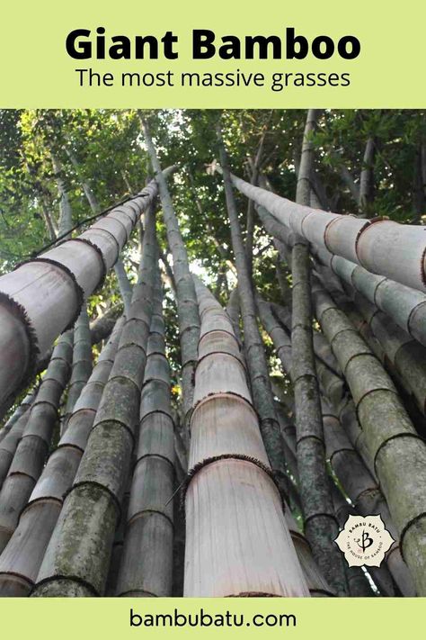 Giant Bamboo: Massive grasses | Bambu Batu Bamboo Farm, Giant Bamboo, Big Bamboo, Bamboo Species, Three Story House, Growing Bamboo, Golden Bamboo, Succulent Gardens, Moso Bamboo