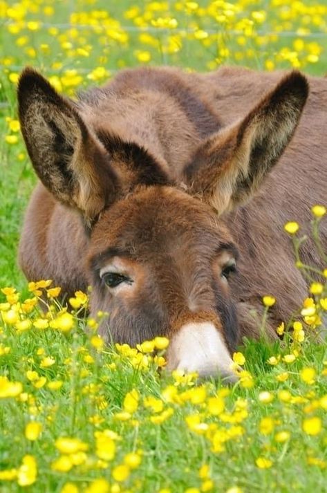 Cute Donkey, A Donkey, Cutest Animals, Sweet Animals, The Grass, Animal Photo, Funny Animal, Zebras, 귀여운 동물