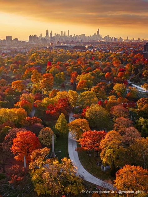 Original Chicago | Chicago wins Autumn 🍂🍁 | Facebook Chicago In Fall, Autumn In The City, Chicago Fall, Chicago Living, Chicago Vacation, Nyc Fall, Fall Images, My Kind Of Town, Chicago Photography