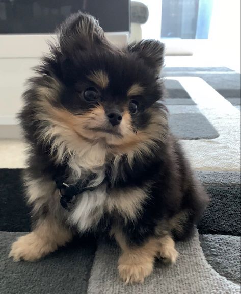 Fluffy little Pomchi Puppy Husky Mixed With Pomeranian, Pomarine Dog, Pomenarian Puppy, Pompoo Dogs, Pomeranian Puppy Aesthetic, Brown Pomeranian Puppy, Tiny Fluffy Puppies, Small Fluffy Dogs, Pomeranians Puppy