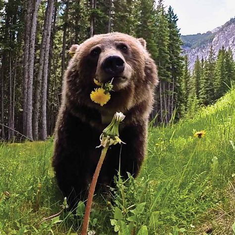 Silly Bears, Russian Bear, Photo Animaliere, Bear Pictures, Bear Art, Grizzly Bear, Sweet Animals, Cute Bears, Nature Animals