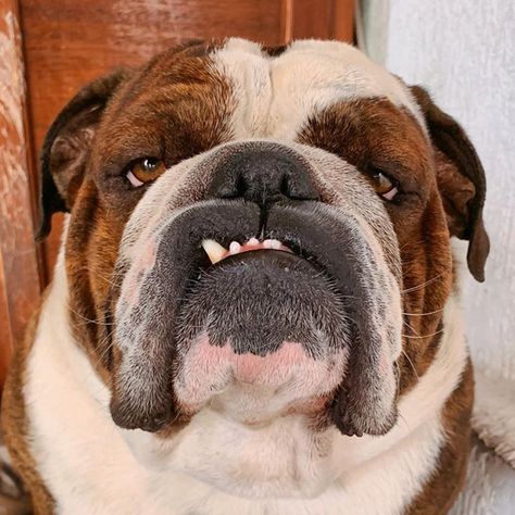 The Great British Bulldog on Instagram: “This is my happy face 🥰🥰😂😂 @tomthebulldog 🐶🇬🇧❤️To feature your bulldog 👉 #ShareABull #TheGreatBritishBulldog👌” English Bulldog Drawing, Dog Types, Face Dog, Dog Faces, Bulldog Pics, Baby Pugs, English Bulldog Puppies, Black Lab Puppies, Boston Terrier Puppy