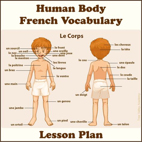 A lesson plan to learn the body parts in french. Free online tutorials and activities for kids to learn french vocabulary for parts of the human body. French Activities For Preschoolers, French Homework, French Body Parts, French Notes, Free French Lessons, Learning French For Kids, Kids Tree, Learn To Speak French, French Flashcards