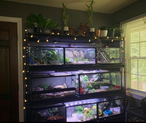 Reptile Room Inspiration, Fish Room Aesthetic, Reptile Bedroom Ideas, Reptile Rack Ideas, Fish Room Ideas Aquarium, Axolotl Tank Ideas Aesthetic, Reptile Bedroom, Bedroom Fish Tank, Reptile Room Setup